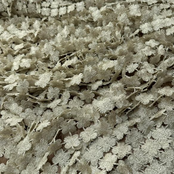 Tecido Renda Guipuir Bege Gold • Conexão Tecidos